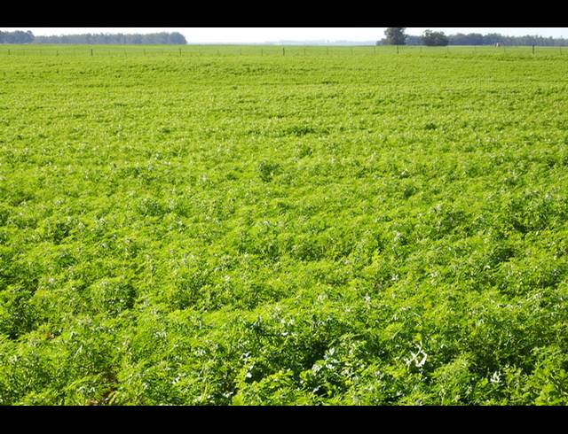 603HA FARM FOR SALE IN HOPEFIELD RURAL